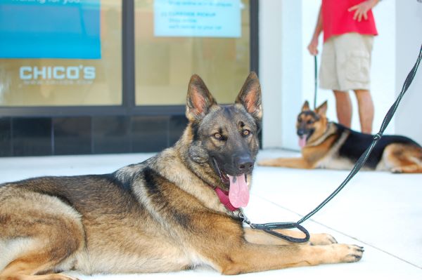 Kansas Dog Training