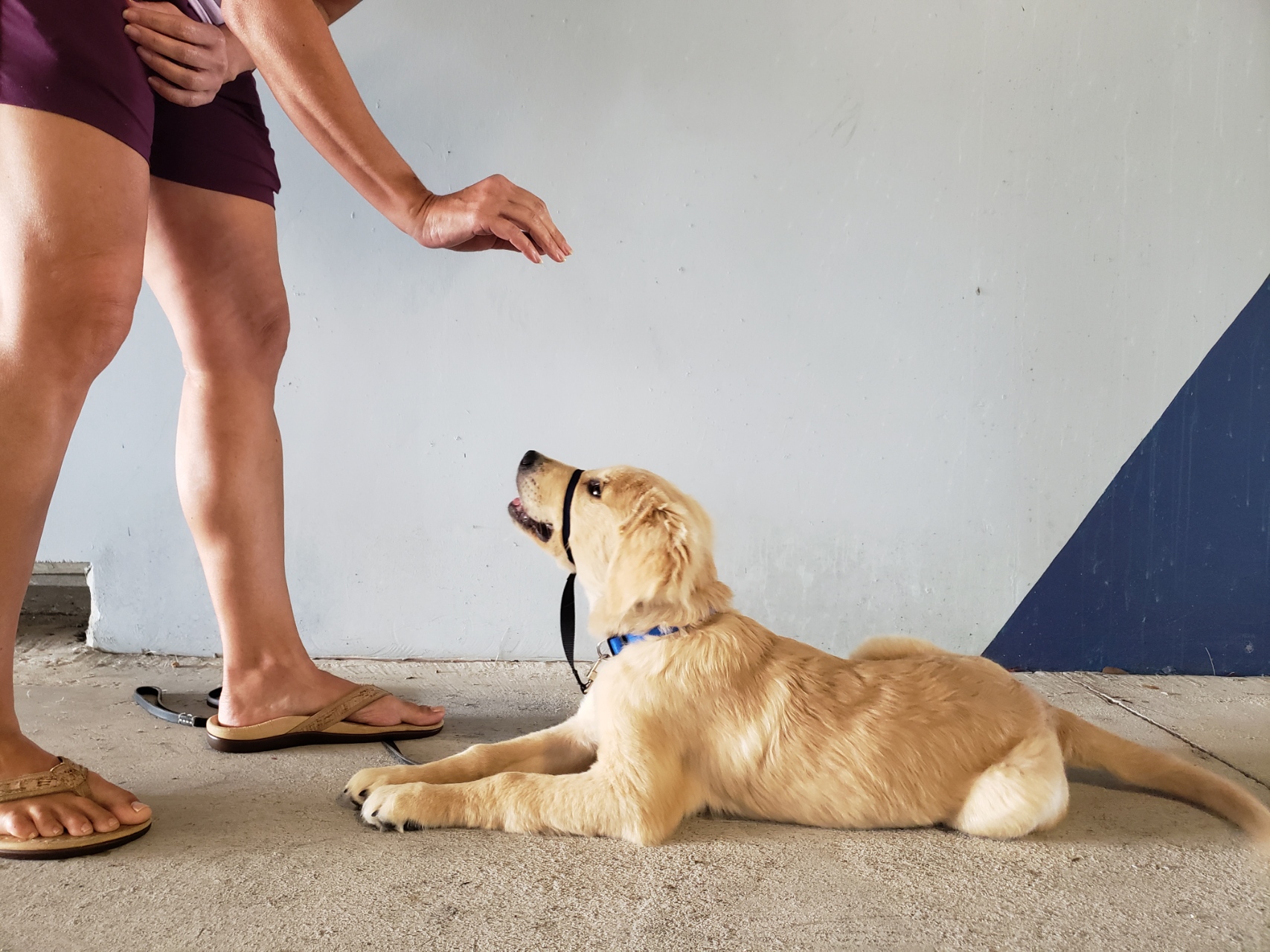 Muleshoe Dog Training